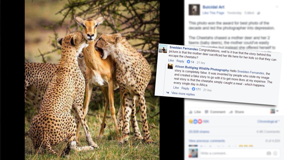 995PlayFM's tweet image. So, that photo of the "mother deer" watching her children escape as she gets eaten by cheetahs isn't all true! #PostBusters #HomeRun