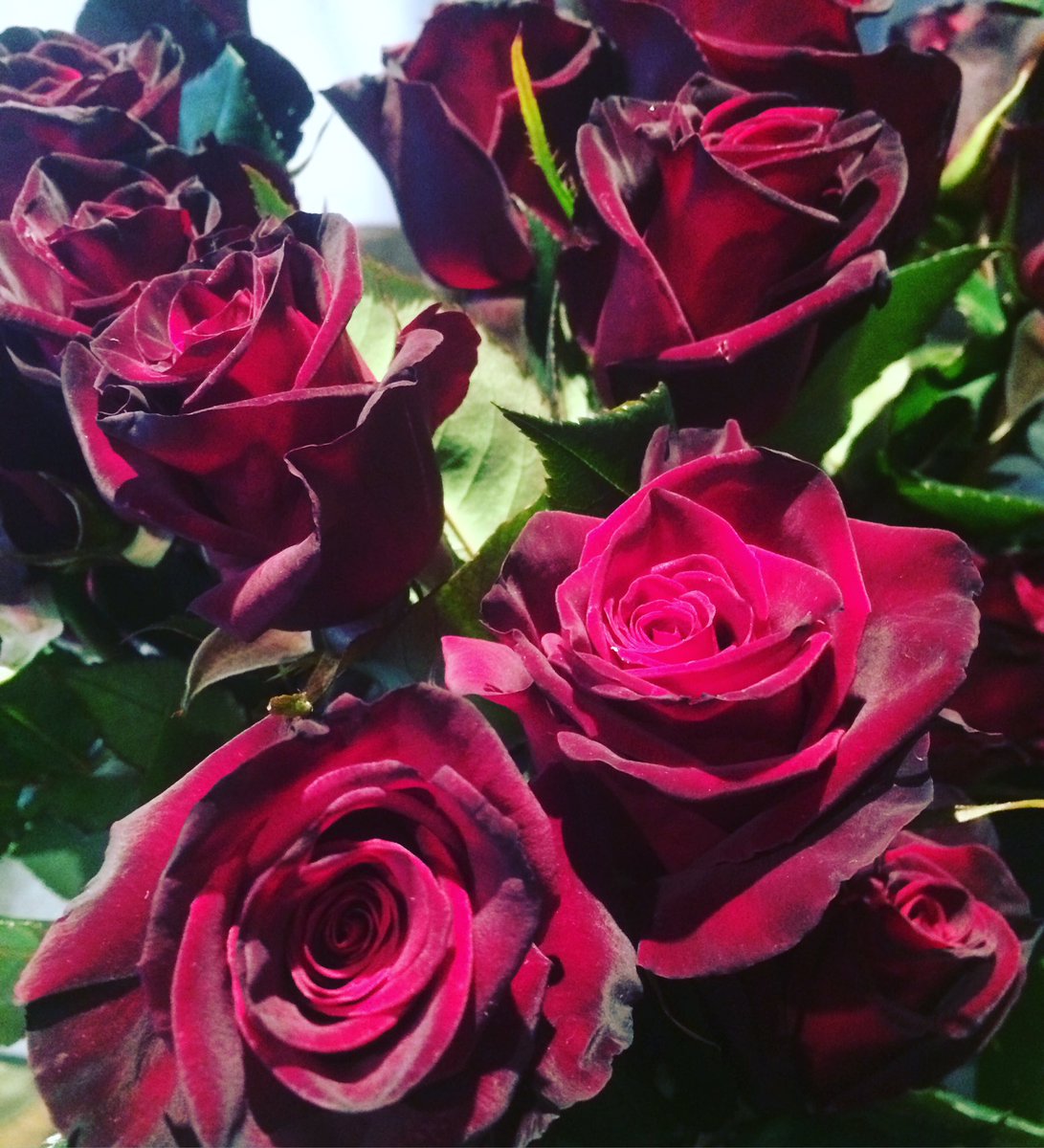 Penny Jane Flowers (PennyJaneFlower) Twitter