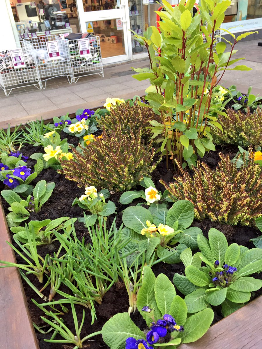 AltyinBloom's tweet image. Nice blue and yellow Spring colours from @Specsavers #Altrincham in their new community planter on George Street 👍😊