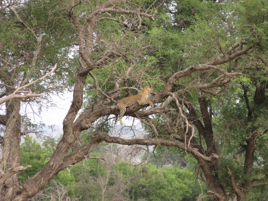 gavinbcf's tweet photo. And the outstanding #saeva Congress is Go at Skukuza in the Kruger. Guess what we saw up a tree at 6AM this morning @BCFtechnology https://t.co/Ae1ocbuvEU