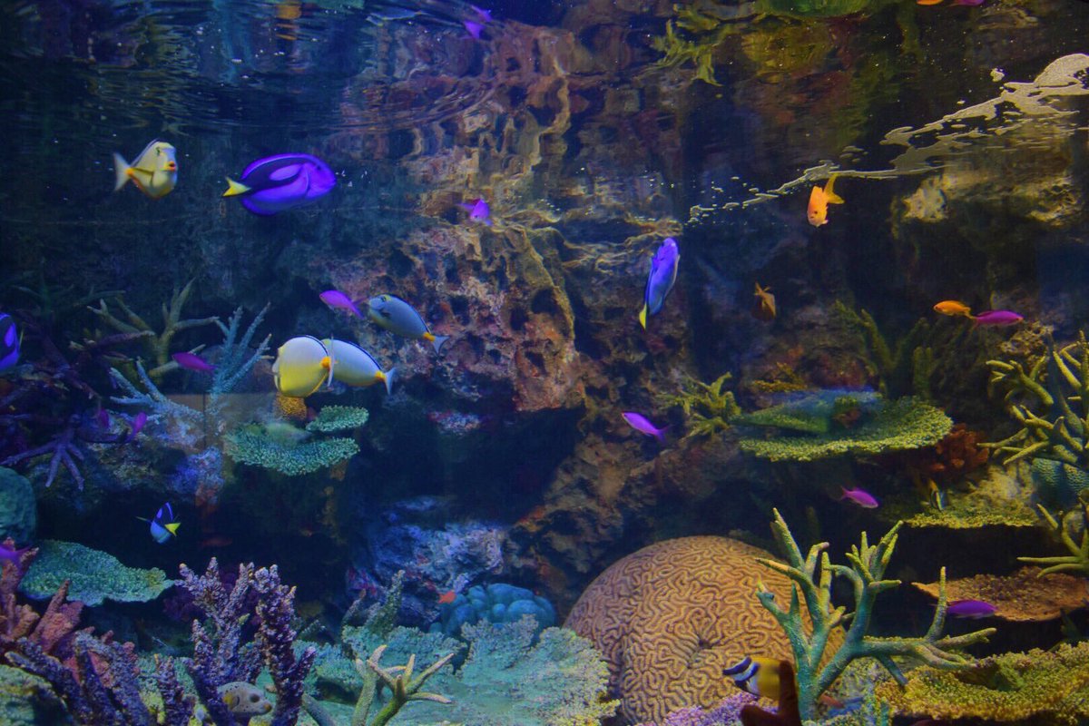 ☪︎⋆｡˚✩

すいぞくかん

#水族館
#Sea
#カメラ女子
#カメラマンさんと繋がりたい 
#ファインダー越しの私の世界