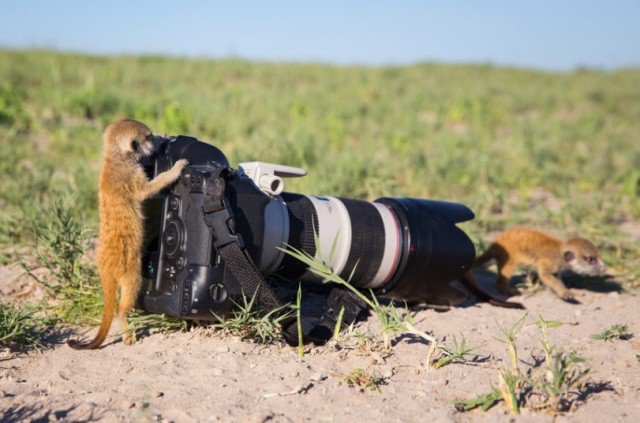 BWGovernment's tweet photo. IN BOTSWANA🇧🇼 WE ONLY SHOOT THROUGH THE LENS 🤳
Meerkat tries its hand at taking pictures. Image by #WillBurrardLucas #ExperienceBW https://t.co/sXsRHR9aFj