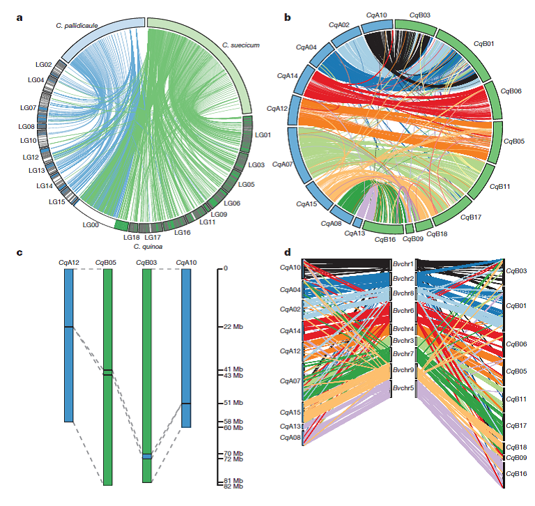 NaturePortfolio's tweet photo. The first high-quality reference genome for quinoa has been published online https://t.co/jG00hGbvS8 https://t.co/sNpas9ZbvD