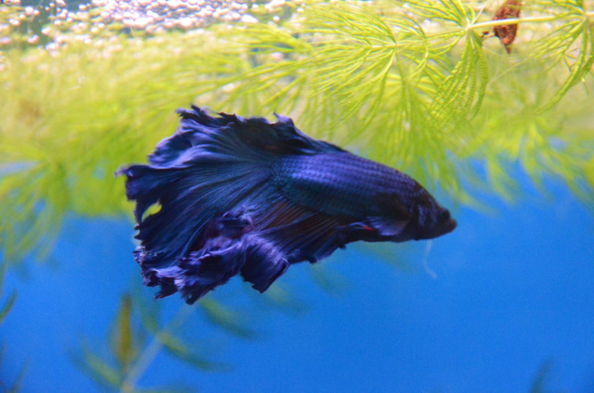MoskvariumGuide's tweet photo. Siamese #fightingfish бойцовая рыбка - #сиамскийпетушок умеет дышать атмосферным воздухом, как человек. #москвариум #moskvarium https://t.co/ytut4VnHYY