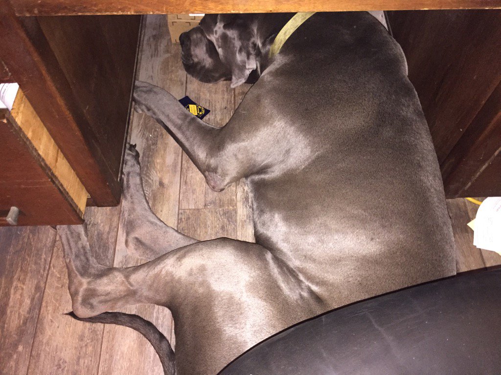 Ballyhou's tweet photo. When a 200 lb Great Dane insists on being under your desk while you work!  #greatdanesrock https://t.co/WPfZSu7lbM