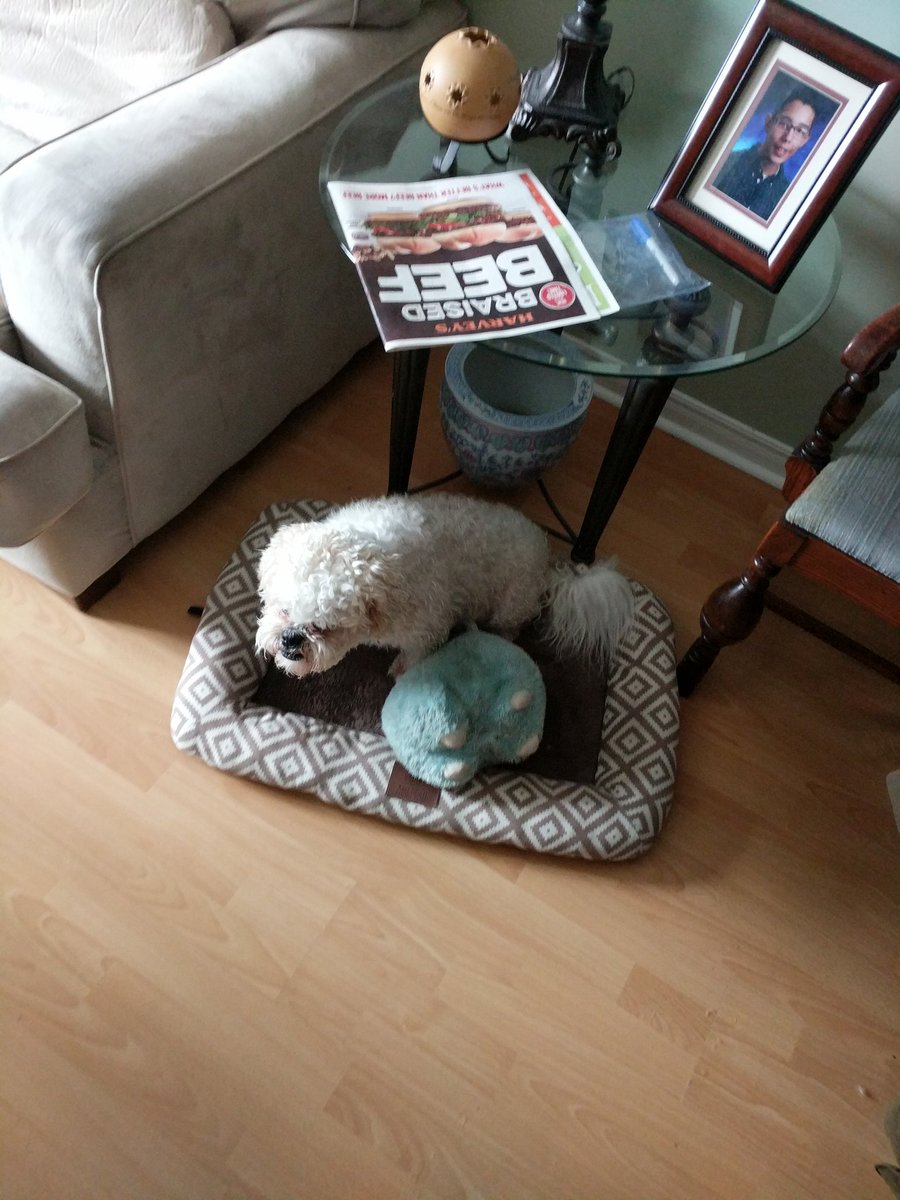 busterposes's tweet photo. #dogs l want braised beef from Harvey's!!!! https://t.co/0pKswzCFQg