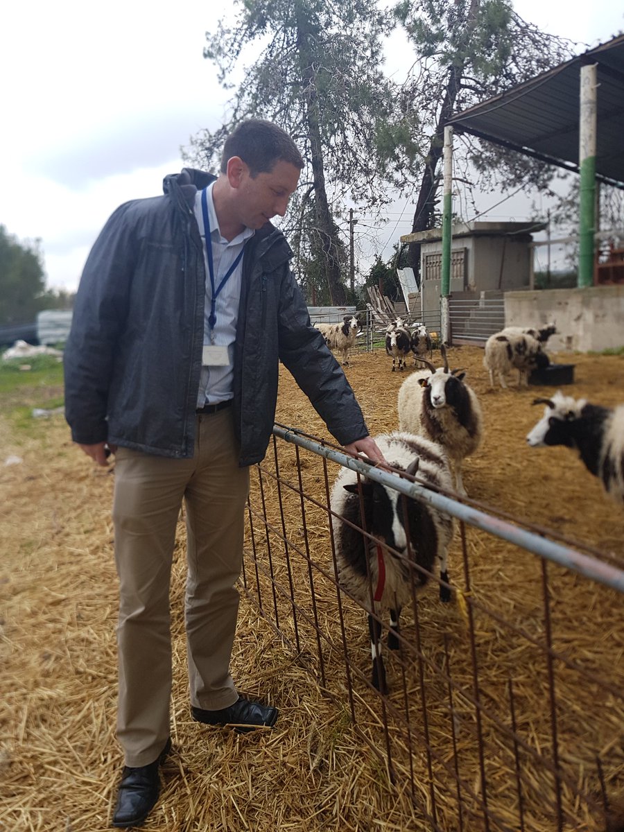 EitanWeiss's tweet image. Visiting my friends @friendsofjacobs at #NessHarim near #Jerusalem. I met the woolly version of me. I have a Jacob Sheep named after me.