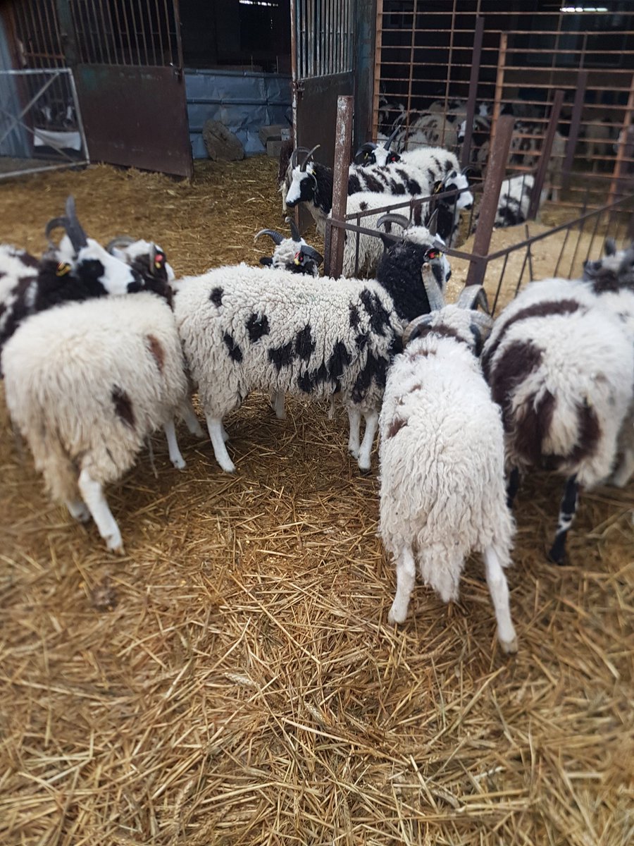 EitanWeiss's tweet image. Visiting my friends @friendsofjacobs at #NessHarim near #Jerusalem. I met the woolly version of me. I have a Jacob Sheep named after me.
