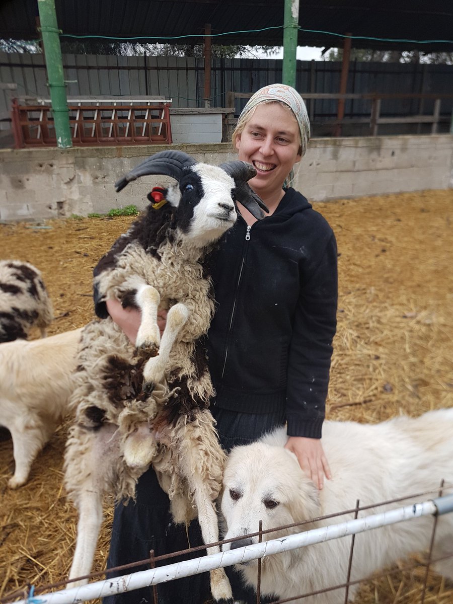 EitanWeiss's tweet image. Visiting my friends @friendsofjacobs at #NessHarim near #Jerusalem. I met the woolly version of me. I have a Jacob Sheep named after me.