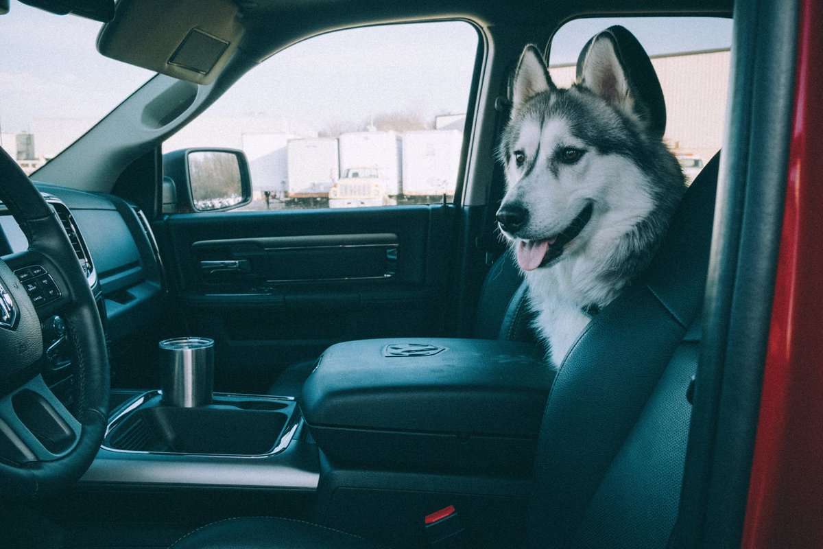 RamTrucks's tweet photo. Mondays don't have to be ruff. https://t.co/krEkeT3z2s