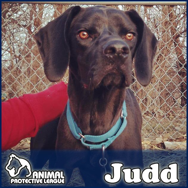APLSpringfield's tweet photo. Judd is a fun 1-year-old Lab/Hound mix. Come meet him at APL! https://t.co/1B0LLpUBPh