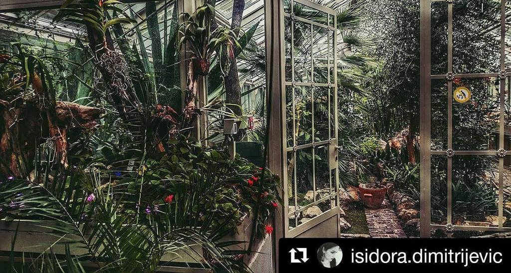 bb_jevremovac's tweet photo. Staklenik u punom cvetu #flowers #inbloom #botanicalgardens #belgradebotanicalgraden #jevr… https://t.co/w2cY7vYRBL https://t.co/M3TxVYIoAK