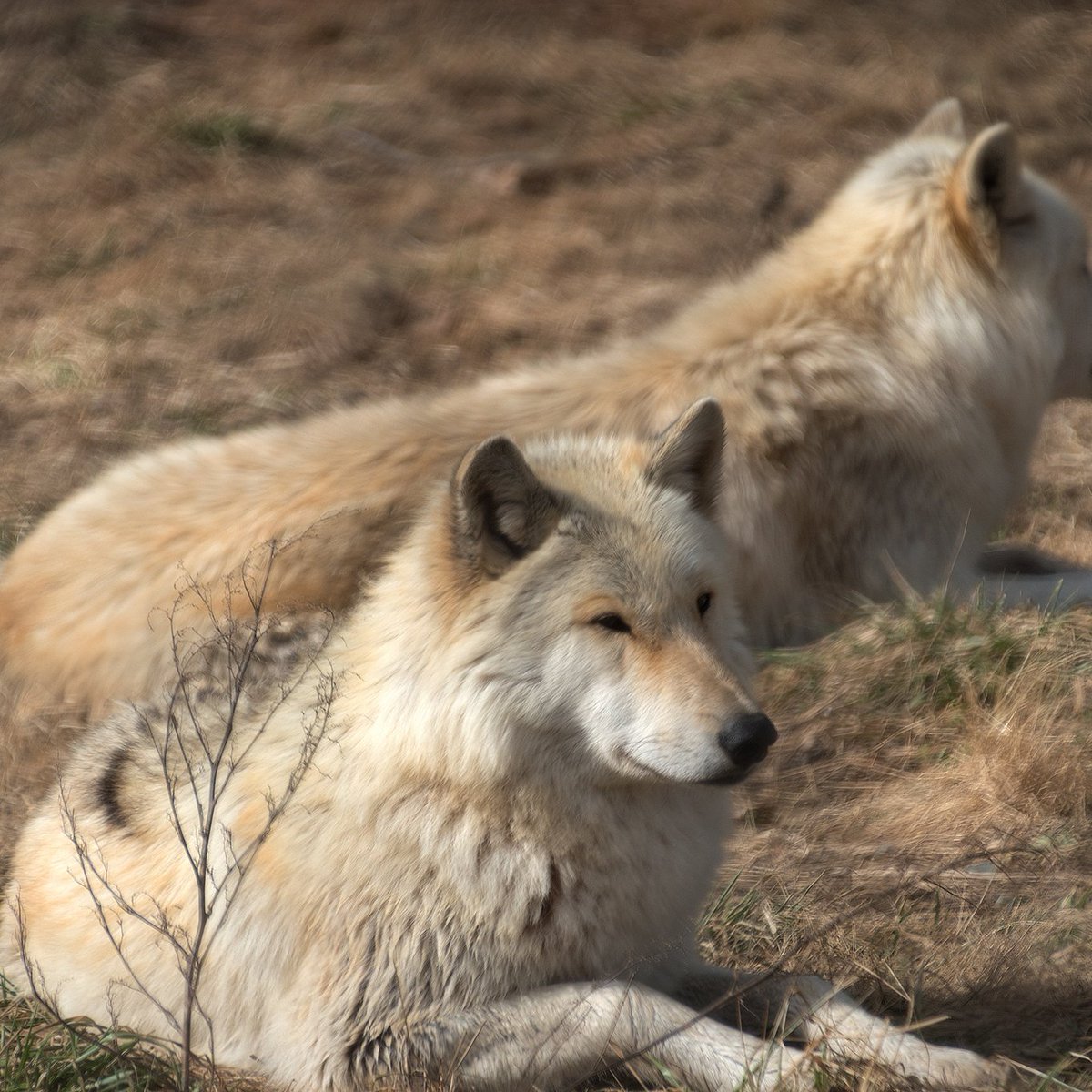 KimGibsonPhoto's tweet photo. More #wolves from #wolfpark. #wolfphotography #photooftheday #Wolves #photography #wildlife #wildlifephotography #nature #wolf #photo https://t.co/0ZVyorSm1o