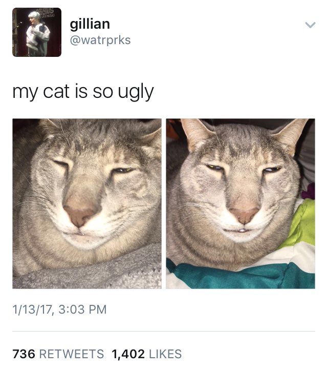 kellyblaus's tweet photo. Bro why does ur cat look like Jody from Shameless https://t.co/3q0bJbpOnw