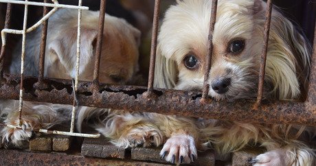 Matt_Dominguez's tweet photo. Props to coalition of groups suing @USDA for removing records that are critical to helping animals! #SeeYouInCourt

https://t.co/M5vhHPe5pC https://t.co/wtPQJf51Ce