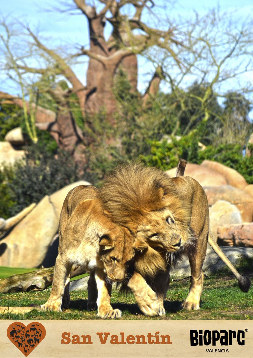 #MañanaEsSanValentínY BIOPARC es un bonito lugar donde celebrarlo ❤️