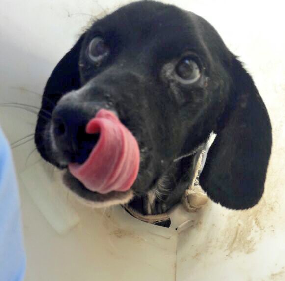 Miren x fa evolución d Negrito quemado x incendio 😍 gracias a todos los q han enviado ❤️ y apoyo! Regaloneado en @veterinariaPR Cc <a href="/TonkaTP/">Tonka Tomicic</a>