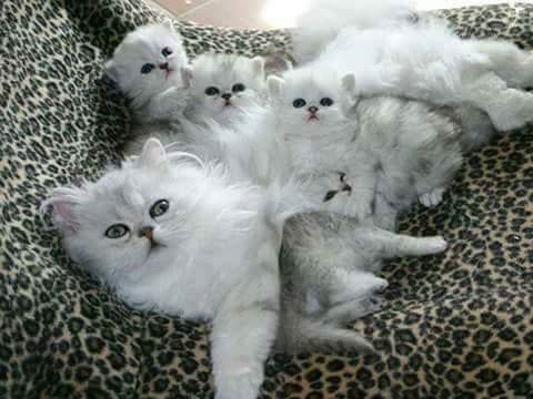 LeeSablas's tweet photo. So cute! Qué lindos! 😍😍😍 https://t.co/vOLwqknUus