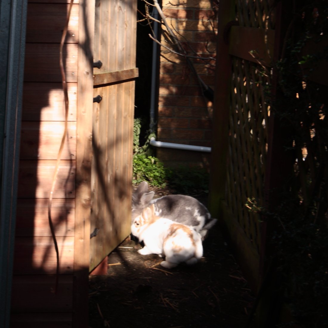 Bunny_Blogs's tweet photo. Sunshine! We've been out for half an hour, nibbled the grass, &amp; SJ checked all our boundaries, home now for a snooze. #RabbitAntics https://t.co/aFM65KGk1h
