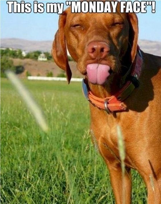 Send_A_Hug's tweet photo. Happy Monday!
#justtomakeyousmile #ThisismyMondayFace #Notmondayagain #cuteanimalpics #hugsomeone #asmileaday https://t.co/KaAYYO4xlm https://t.co/IbenChCnXV