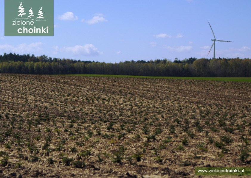 ZieloneChoinki's tweet photo. A co słychać u naszych maluszków? Jesteście ciekawi? :) https://t.co/SeoeeWQyLW #zielonechoinki #choinki #choinka https://t.co/XnHhfACqeG