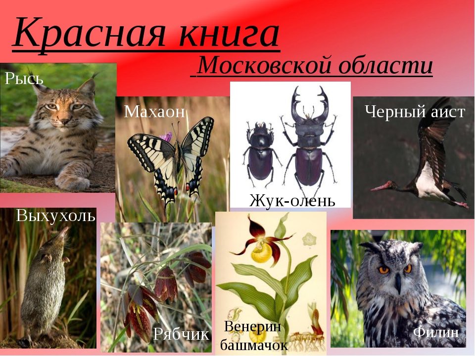 alla_sav's tweet photo. Красная книга #Подмосковье выйдет в третьей редакции в 2018 году #экология #МинэкологииМО https://t.co/JQn4HuT2Ib