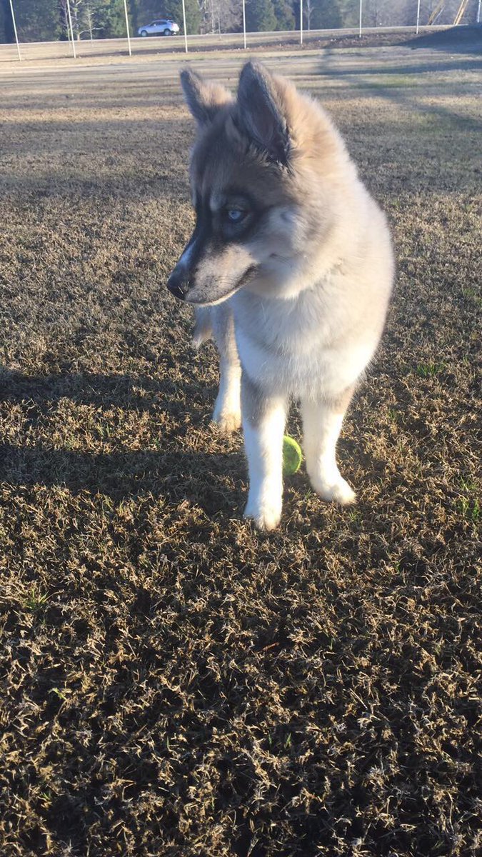NoahCalhoun44's tweet photo. She's growing up ☹️ https://t.co/d8T8E8go77
