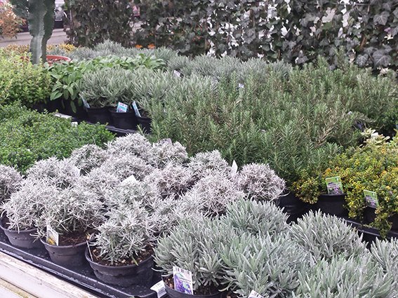 Plantion's tweet photo. Op het groencentrum zijn weer kruiden te koop! 

https://t.co/sS1yKnywAZ https://t.co/zJjAMVsuC4