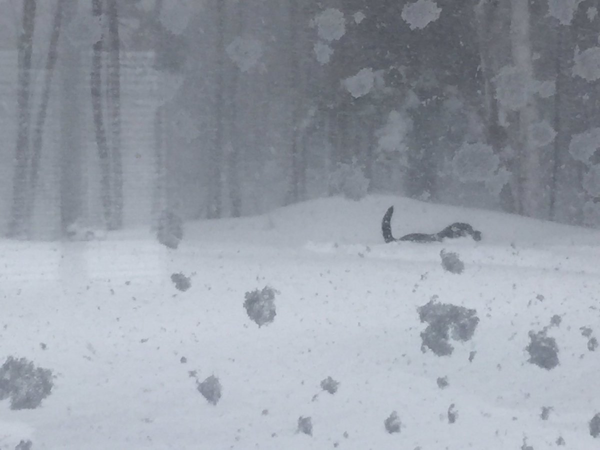 Half way through this and Diesel is a large tall Labrador Retriever #NBStorm