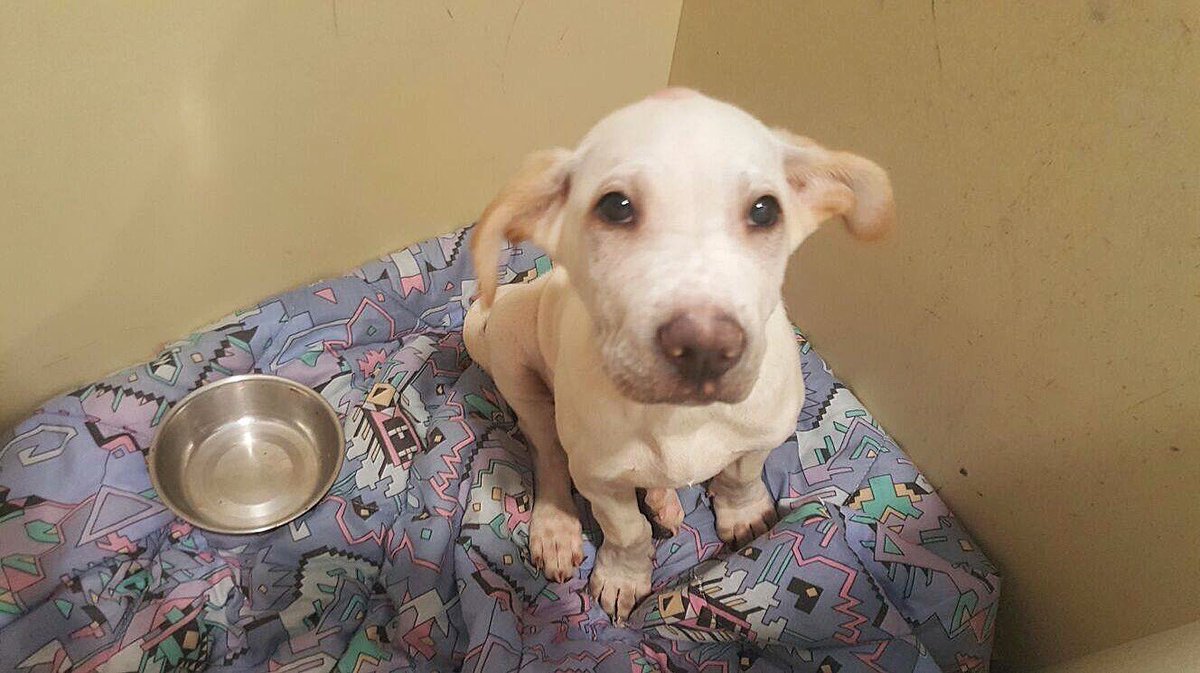 modepran's tweet photo. Tristán, 2 meses y de mayor será de tamaño grande.Este precioso cachorro necesita una adopción.¿Te vas a resistir a esa mirada? #adopción https://t.co/D8bRMM9ywN