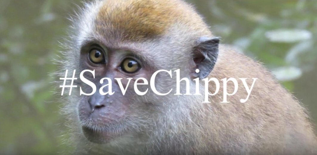 chitayat_PO's tweet photo. #SaveChippy ๐campaign raises awareness & educates on cruelty & rescue of common macaques. Pls ๐๐พLike ๐our FB page https://t.co/pbksz3dem9๐๐ https://t.co/cM9yMl1jbb