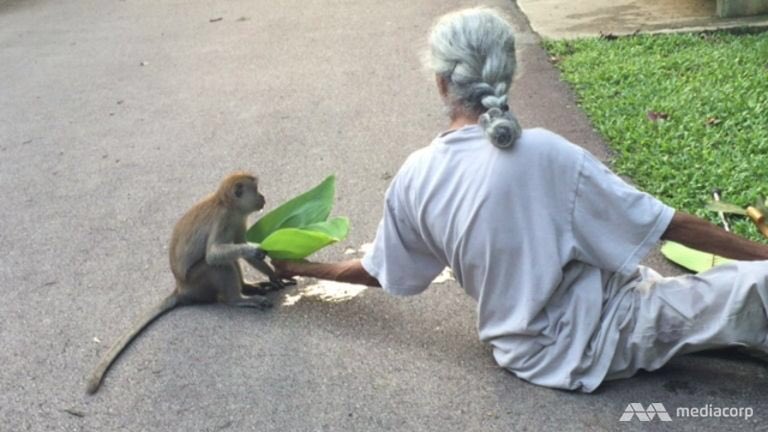 chitayat_PO's tweet photo. #SaveChippy ๐campaign raises awareness & educates on cruelty & rescue of common macaques. Pls ๐๐พLike ๐our FB page https://t.co/pbksz3dem9๐๐ https://t.co/cM9yMl1jbb