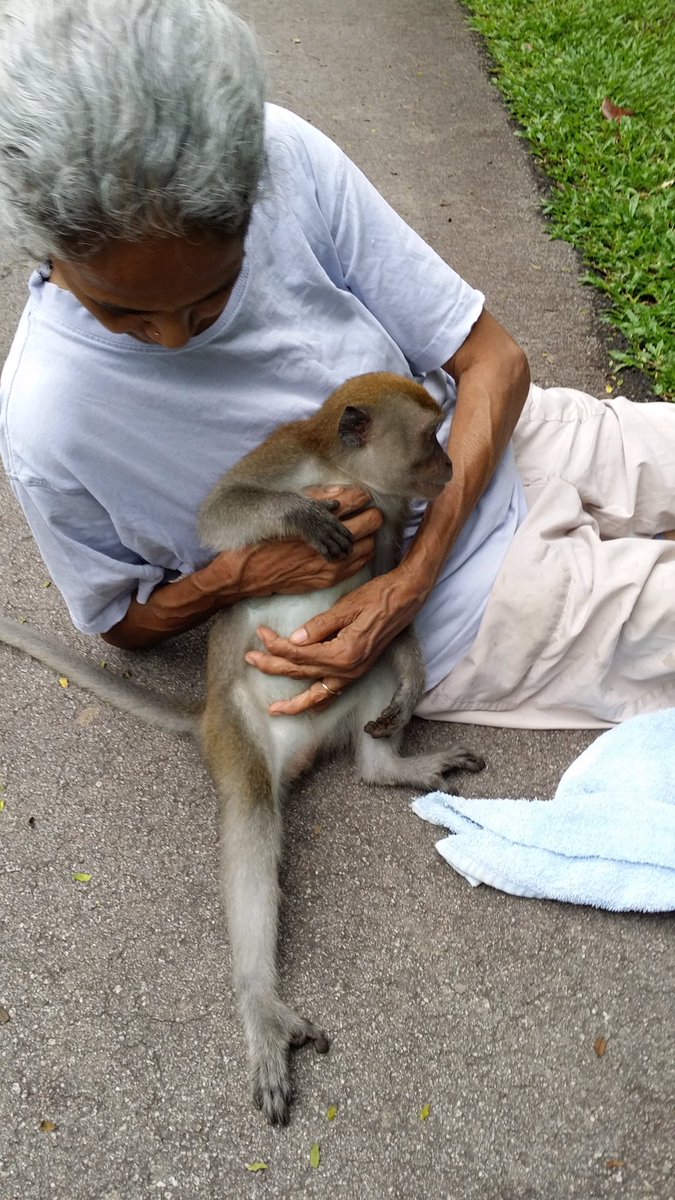 chitayat_PO's tweet photo. #SaveChippy ๐campaign raises awareness & educates on cruelty & rescue of common macaques. Pls ๐๐พLike ๐our FB page https://t.co/pbksz3dem9๐๐ https://t.co/cM9yMl1jbb