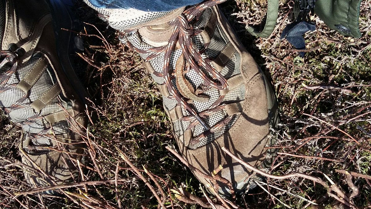 sdnpa's tweet photo. Can you spot the common lizard? A sneaky hitchhiker found at #heathland fire training #camouflage #losttail #SignsofSpring #HelptheHeath https://t.co/IrtnQrzGjv