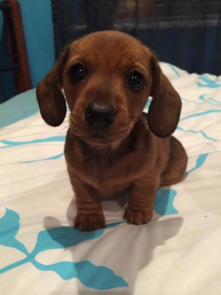 barkbox's tweet photo. Those leg rolls tho... https://t.co/mDLG5spvyr