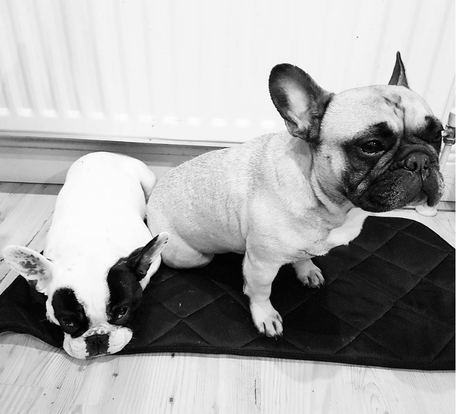 BullyMiaTJ's tweet photo. When your girl plays hard to get #Frenchies #easytogeteasytoforget https://t.co/nIdjkxD3xs