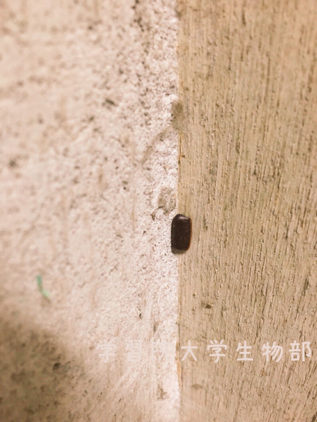 学習院大学生物部 V Twitter 掃除中に見つけたこれ みなさん何かわかりますか 実はこれ ゴキブリの卵なんです 正確には卵鞘といい この中には2 40個の卵が入っていると言われています ゴキブリは暗く狭い