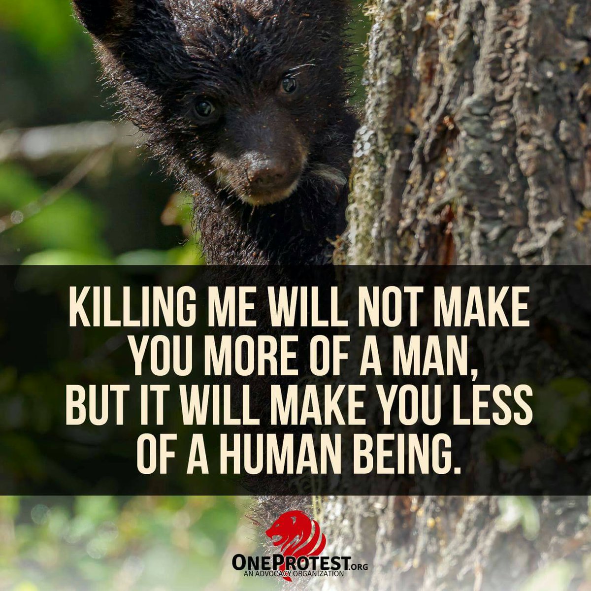 oneprotestinc's tweet photo. FWC is gearing up for a 2017 #flbearhunt. We're gathering data and prepping for a fight. 
Stand with us https://t.co/8wsOiPo4Zn #saveflbears https://t.co/1M7boj6FNE