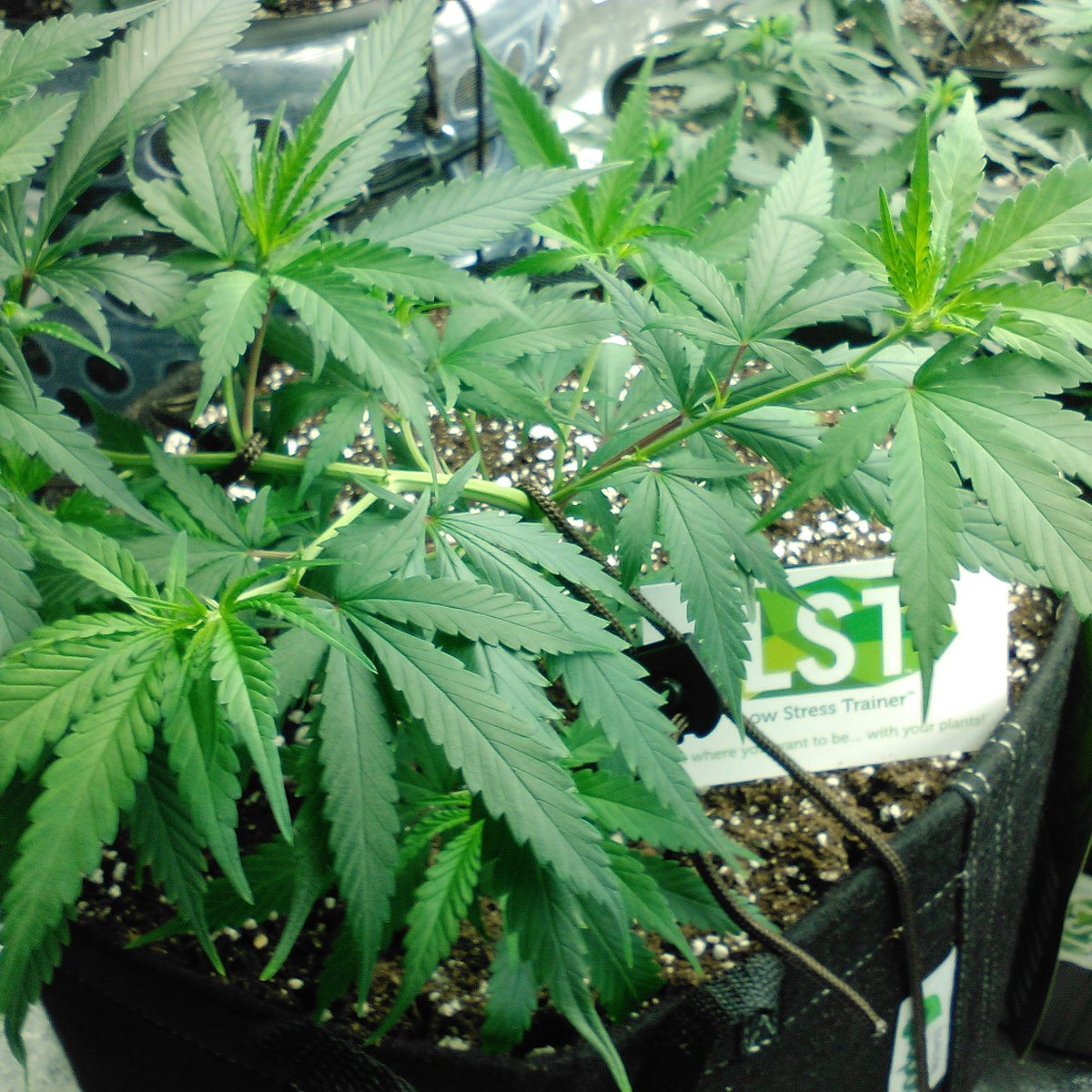 LowTrainer's tweet photo. Low stress training works, LOW STRESS TRAINER ® makes it easy. https://t.co/BAYbUm5xqY #LST #GrownMedicine #G420G #Grow420Guide #LSTtops https://t.co/QjSNWUpsk6