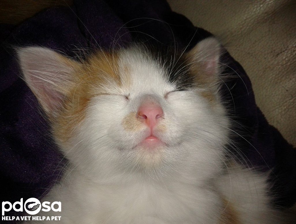 PDSA_HQ's tweet image. Smiling Penny is helping us with some #MondayMotivation today!