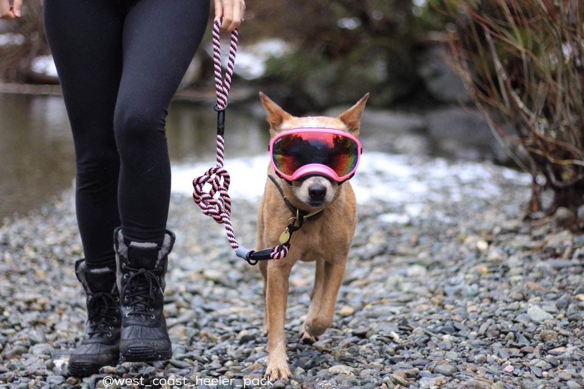 westcoastheeler's tweet photo. On a mission to Valentine's Day @zumidog @rexspecsk9 @UGG @LoveSooke https://t.co/NGemzZhgZv