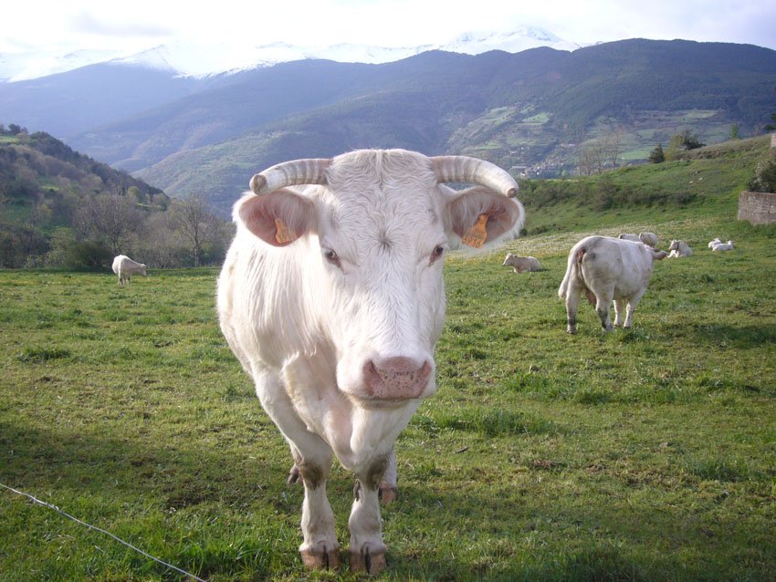 <a href="/uniopagesos/">Unió de Pagesos</a> denuncia l'incompliment del compromís d’Agricultura de modificar l'accés a ajuts a ramaderia ecològica ow.ly/YOEg308XrAZ