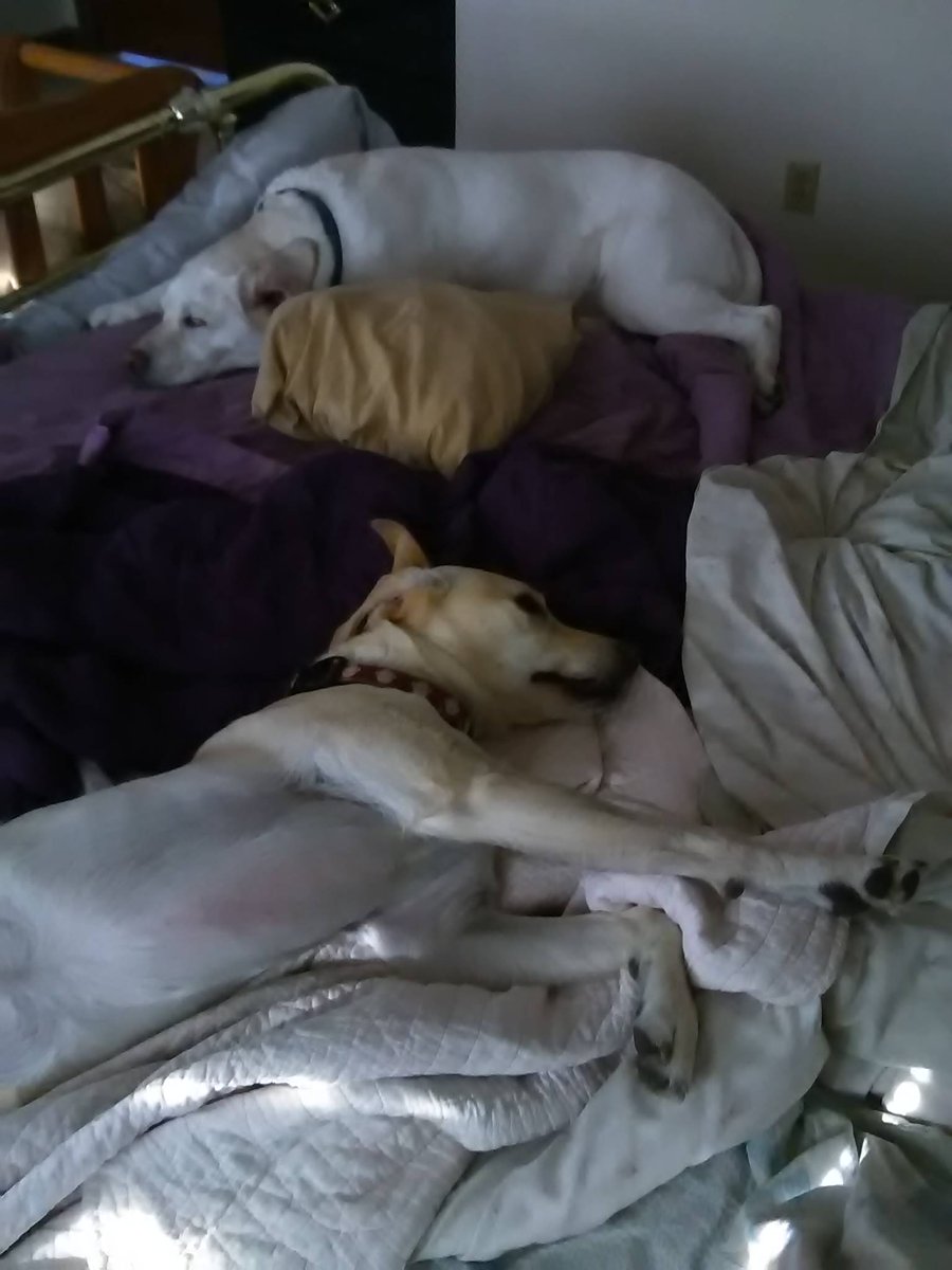 CJAndDJ2's tweet image. Mom got up... Oops she lost her spot. 😀😉  CJ &amp;amp; DJ