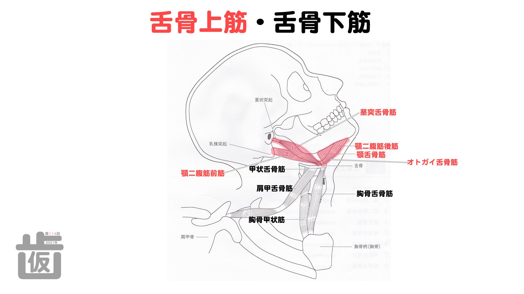 つぶあん 舌骨上筋群と舌骨下筋群はイラストで覚える 舌骨上筋群 舌骨下筋群 解剖学 T Co 4bdo8x7lzr Twitter
