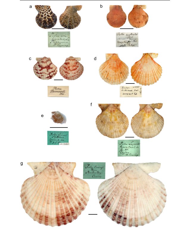 Femorale Shells on Twitter: