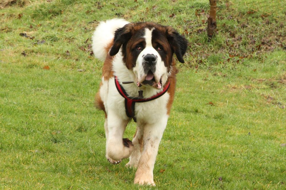 DT_WestLondon's tweet image. Prince is an absolutely GORG-Paws boy who is real gentle giant who loves being fussed and meeting new people! @DogsTrust #ADIFL #Rehoming