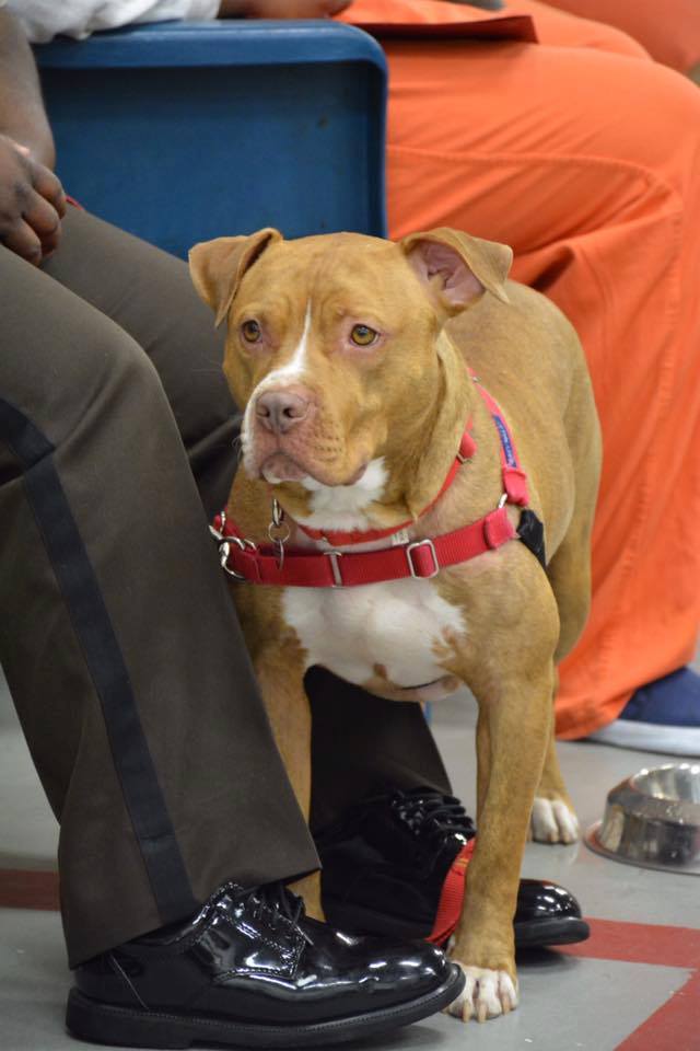 CanineCellMates's tweet photo. Our recent Cycle 15 graduation at Fulton County Jail. Thanks to all who attended and made a special day for our guys. We are truly proud! https://t.co/VI9ZOjrJ9h