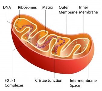 DLSMitochondria's tweet photo. Here's a diagram of the structure of the mitochondria #chargedup #StillBetterThanTheNucleus https://t.co/pUHM7fiV8v