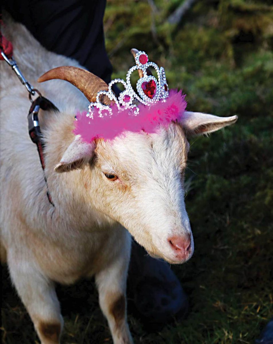 Slieve Bloom Assoc tweet media
