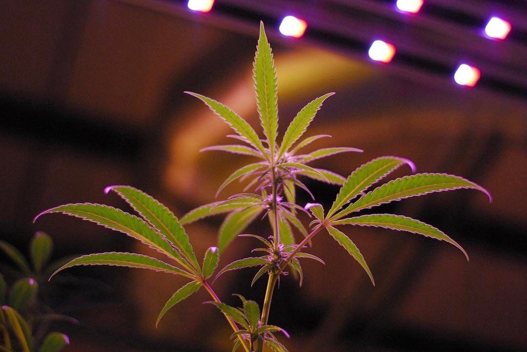 ganjapreneur's tweet image. The best part of Monday is that we have all week to be motivated. We are dedicated to havi… ift.tt/2l0mXmY